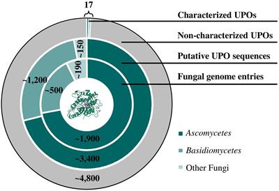 Identification and Expression of New Unspecific Peroxygenases – Recent Advances, Challenges and Opportunities